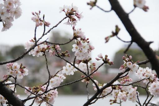 公園の桜の写真