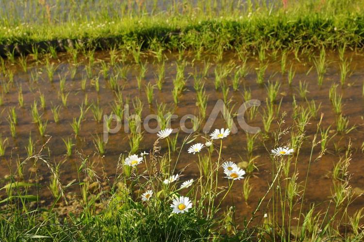 棚田8 稲,風景,米の写真素材