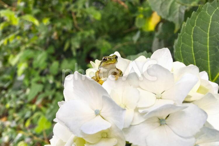 カエルの王子様 紫陽花,アジサイ,カエルの写真素材