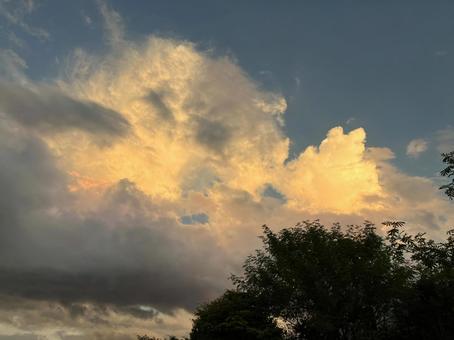樹木と残照の空 樹木と残照の空の写真