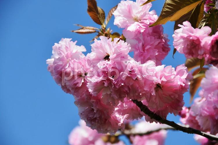 桜（八重桜・ヤエザクラ） 桜,八重桜,花見の写真素材