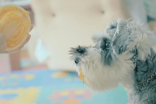 ミニチュアシュナウザー 犬,ペット,動物の写真素材