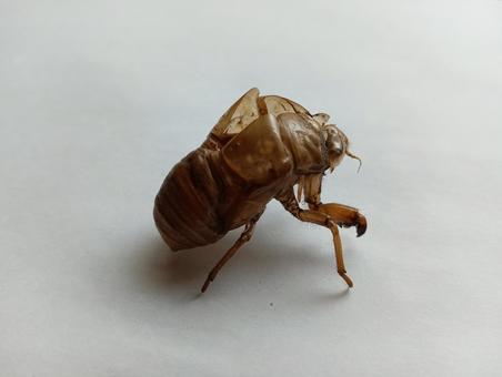 横から見たセミの抜け殻 横から見たセミの抜け殻の写真