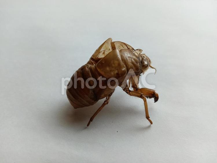 横から見たセミの抜け殻 セミの抜け殻,セミ,抜け殻の写真素材
