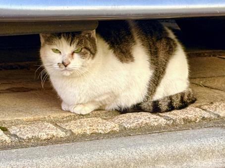 座って睨む猫 猫,ねこ,動物の写真素材