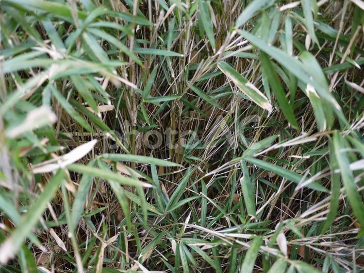 何気ない植木 自然,景観,外の写真素材