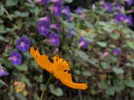秋桜 秋桜の写真
