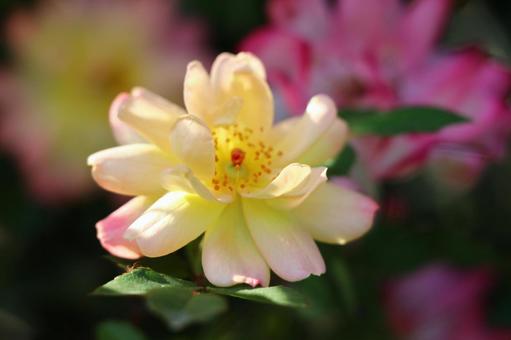 薔薇 薔薇の写真