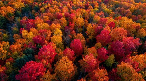 赤、オレンジ、黄色の美しい紅葉 赤、オレンジ、黄色の美しい紅葉の写真