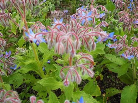 Photo, borage, herbs, star flower, 