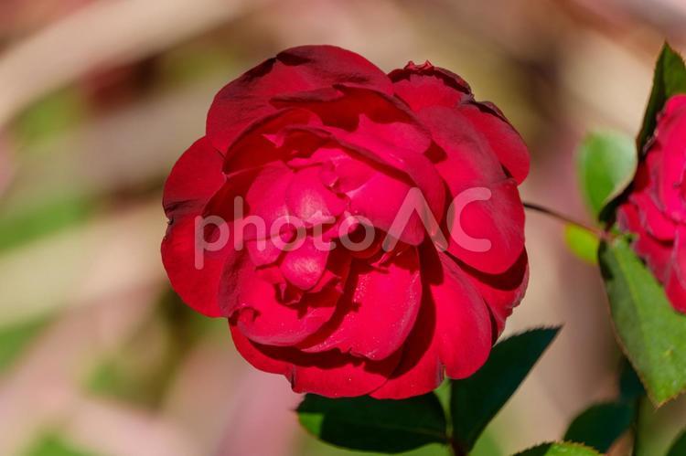 冬の日差しを浴びるサザンカの花 サザンカ,花,花びらの写真素材