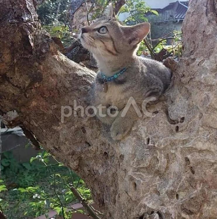 木登り猫 何人もありません,公園,動物の写真素材