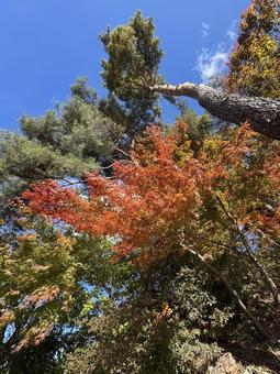 晩秋の小坂田の紅葉（長野県塩尻市） 塩尻市,長野県,信州の写真素材
