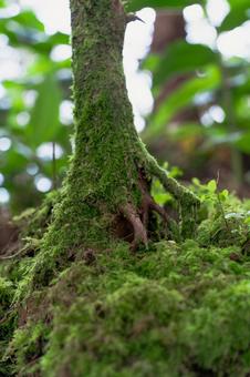 木に生える苔の写真