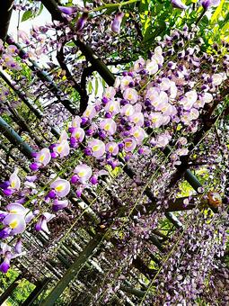 藤の花 藤の花 藤,藤の花,紫の写真素材