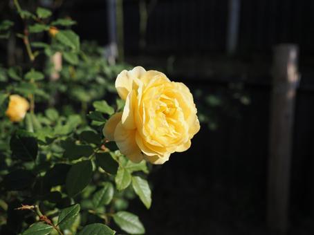 ばら園の黄色い薔薇を撮りました ばら園の黄色い薔薇を撮りましたの写真