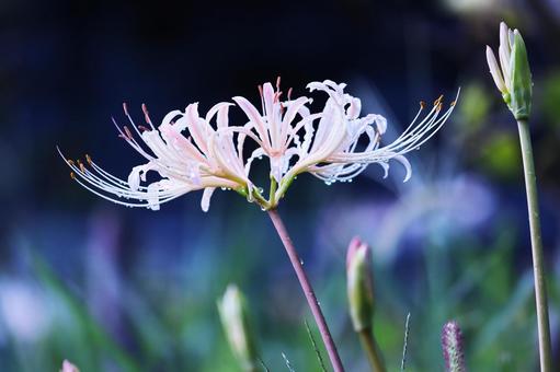 White spider lily, JPG White spider lily, JPG