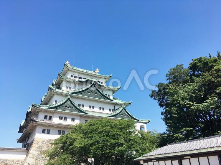 名古屋城 名古屋城,名古屋,城の写真素材