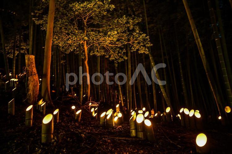 竹林の小径ライトアップ（小机城址市民の森） 竹林,ライトアップ,日本文化の写真素材