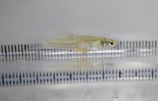 カダヤシ オス カダヤシ オス カダヤシ,外来種,外来魚の写真素材