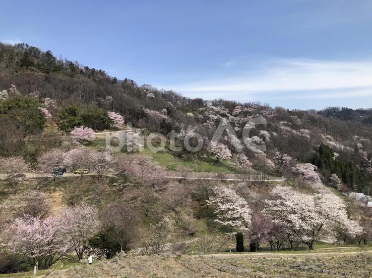 山桜　長野県池田町 山桜,長野県,池田町の写真素材
