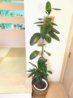 大型観葉植物 フィカスバーガンディ10号 大型観葉植物 フィカスバーガンディ10号 大型観葉植物,フィカス,バーガンディの写真素材