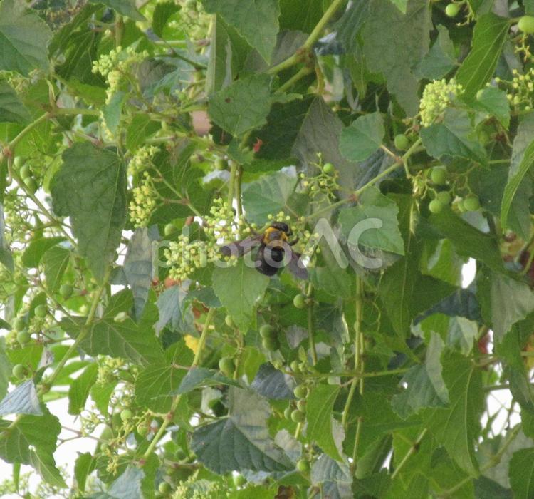 花の蜜を集めるキムネクマバチ クマバチ,蜂,キムネクマバチの写真素材