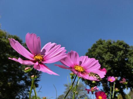 ピンクのコスモスと青空3 ピンクのコスモスと青空3の写真