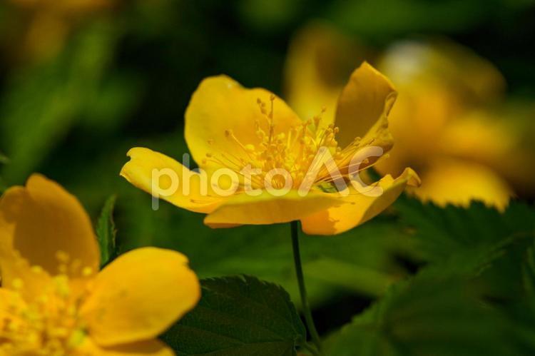 咲き始めた、ヤマブキの花 屋外,花,植物の写真素材