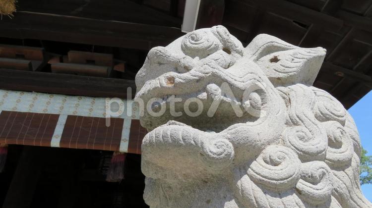 国府宮神社　狛犬 尾張大國霊神社,尾張大国霊神社,国府宮神社の写真素材