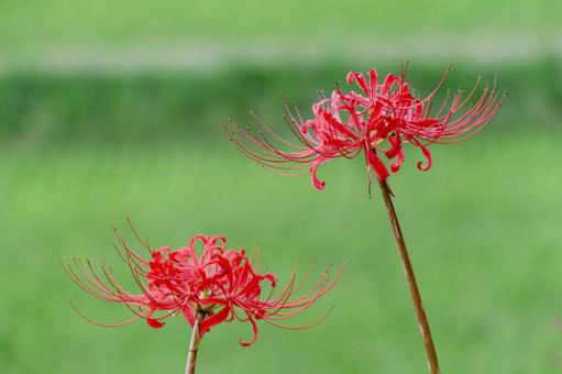 彼岸花 彼岸花 彼岸花,ヒガンバナ,曼珠沙華の写真素材