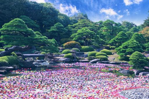 日本庭園・池泉天竺牡丹/由志園 日本庭園・池泉天竺牡丹/由志園 日本庭園,池泉天竺牡丹,ダリアの写真素材
