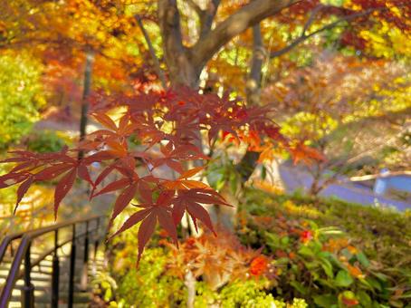 美しい紅葉 色とりどり,鮮やか,植物の写真素材