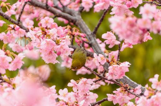 Spring scenery of Kawazu cherry blossoms and Japanese white-eyes, JPG Spring scenery of Kawazu cherry blossoms and Japanese white-eyes, JPG