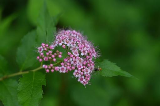 赤城自然園で撮ったシモツケの花 赤城自然園で撮ったシモツケの花の写真