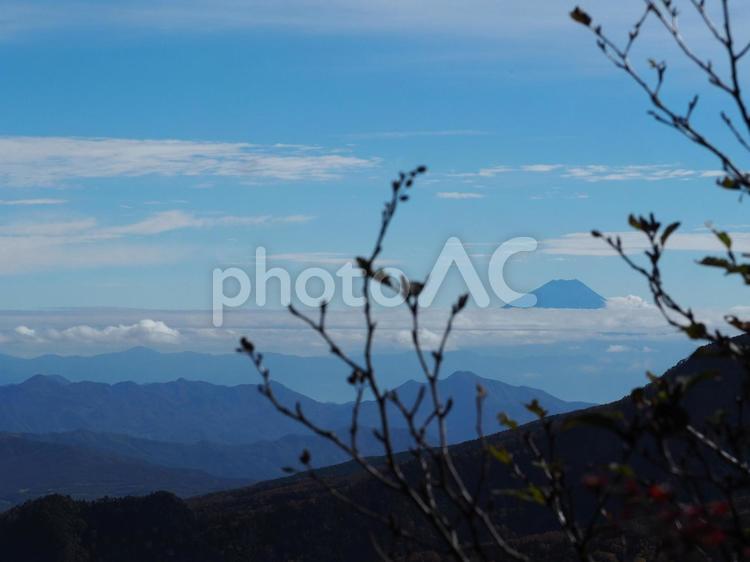 木々からのぞく富士山 富士山,山,木の写真素材