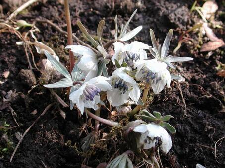 セツブンソウ・節分草の咲く風景 セツブンソウ,自然風景,さわやかの写真素材