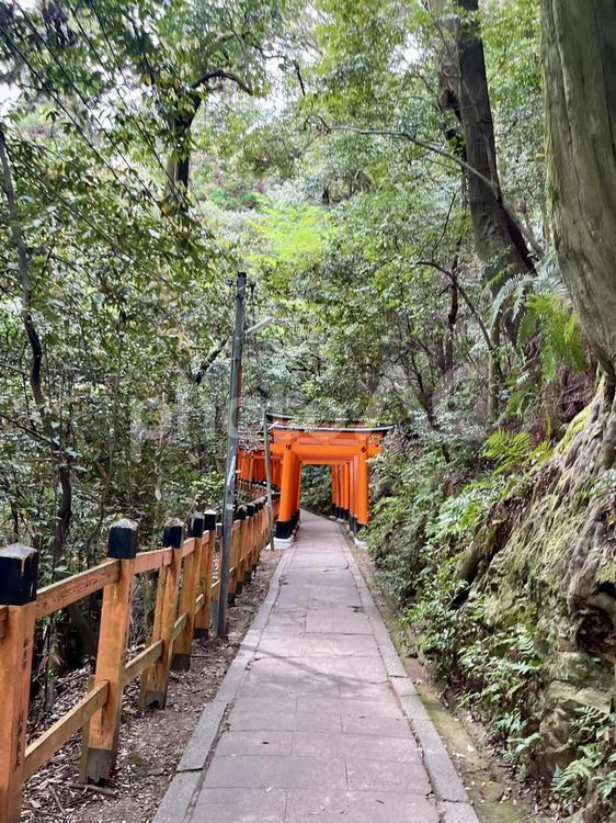 自然と調和する神域 伏見稲荷の赤鳥居と森 景色,自然,風景の写真素材