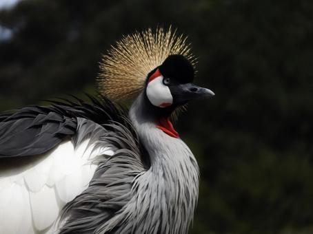 ホオジロの写真