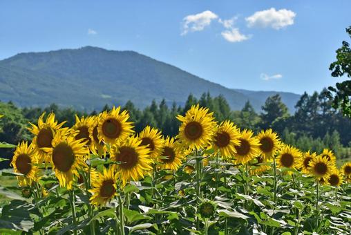 夏のヒマワリ 青い空 雄大な岩手山 夏のヒマワリ 青い空 雄大な岩手山の写真