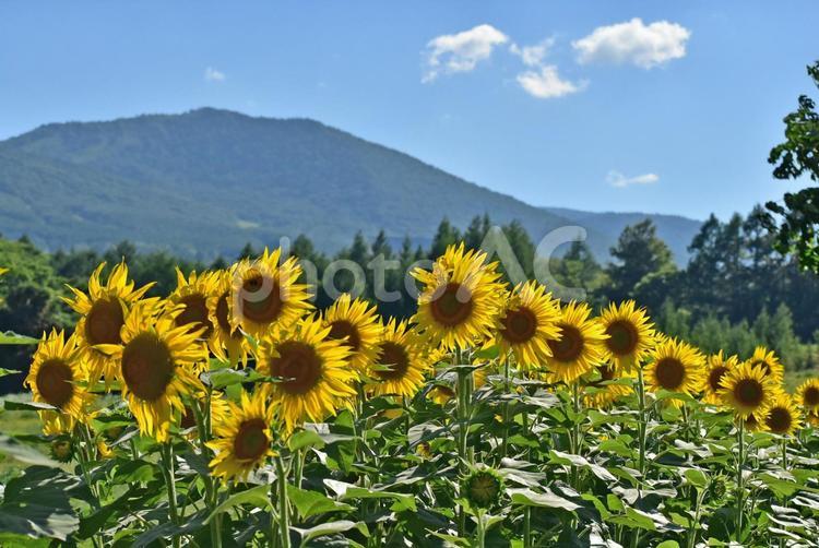 夏のヒマワリ　青い空　雄大な岩手山 岩手山,ひまわり,夏の写真素材