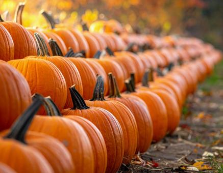 たくさんのパンプキン 03 たくさんのパンプキン 03の写真