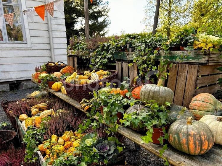 ディスプレイされたたくさんのかぼちゃ ハロウィン,かぼちゃ,パンプキンの写真素材