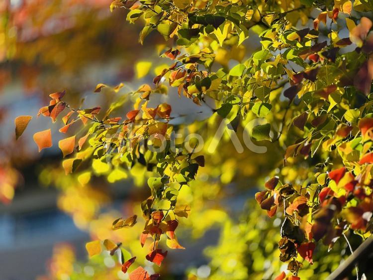 秋のイメージ 晩秋,見頃,１２月の写真素材