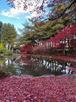 池と紅葉 紅葉,秋,もみじの写真素材