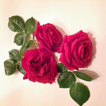 薔薇 薔薇 綺麗,花,バラの写真素材