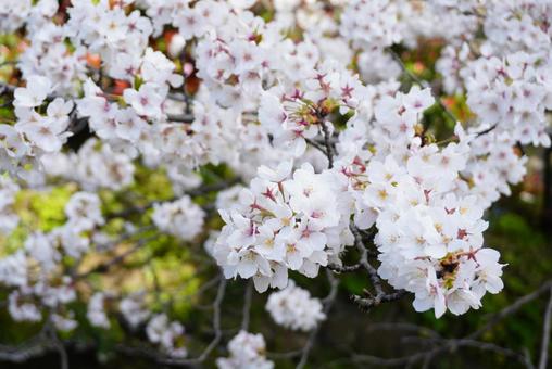 Cherry Blossoms Close-up, JPG Cherry Blossoms Close-up, JPG