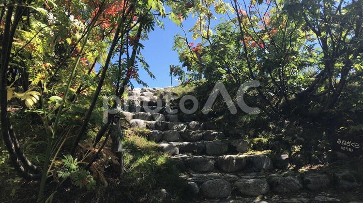 自然と石階段 木,葉,木材の写真素材