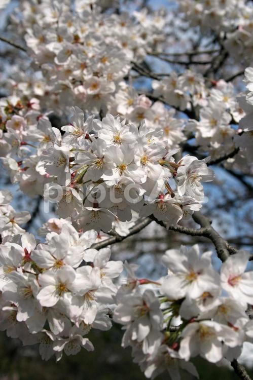 桜　染井吉野　アップ 枝,桜まつり,花の写真素材