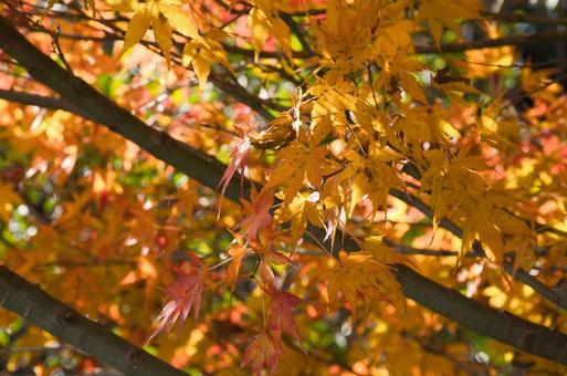 秋の風景 秋の風景 モミジ,もみじ,紅葉の写真素材